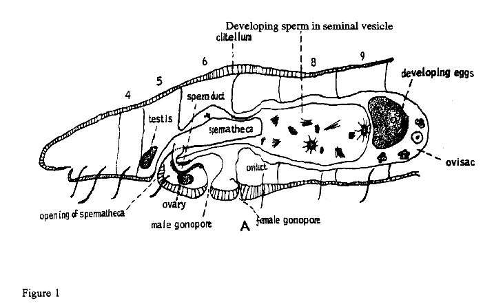 Reproductive System of an Earthworm (Onychophora)