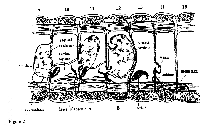 Reproductive System of an Earthworm (Onychophora)