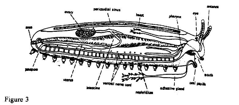 Internal Organs of an Earthworm (Onychophora)